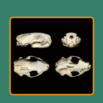Museo Naturalistico Archeologico, presentazione della rivista “Natura Vicentina”