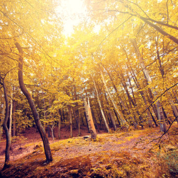 Equinozio d’Autunno 2025
